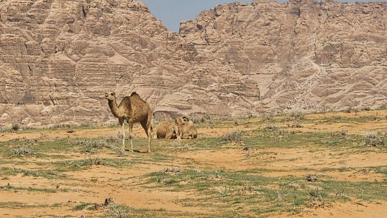 Tamim Luxury Wadi Rum Camp Exterior photo